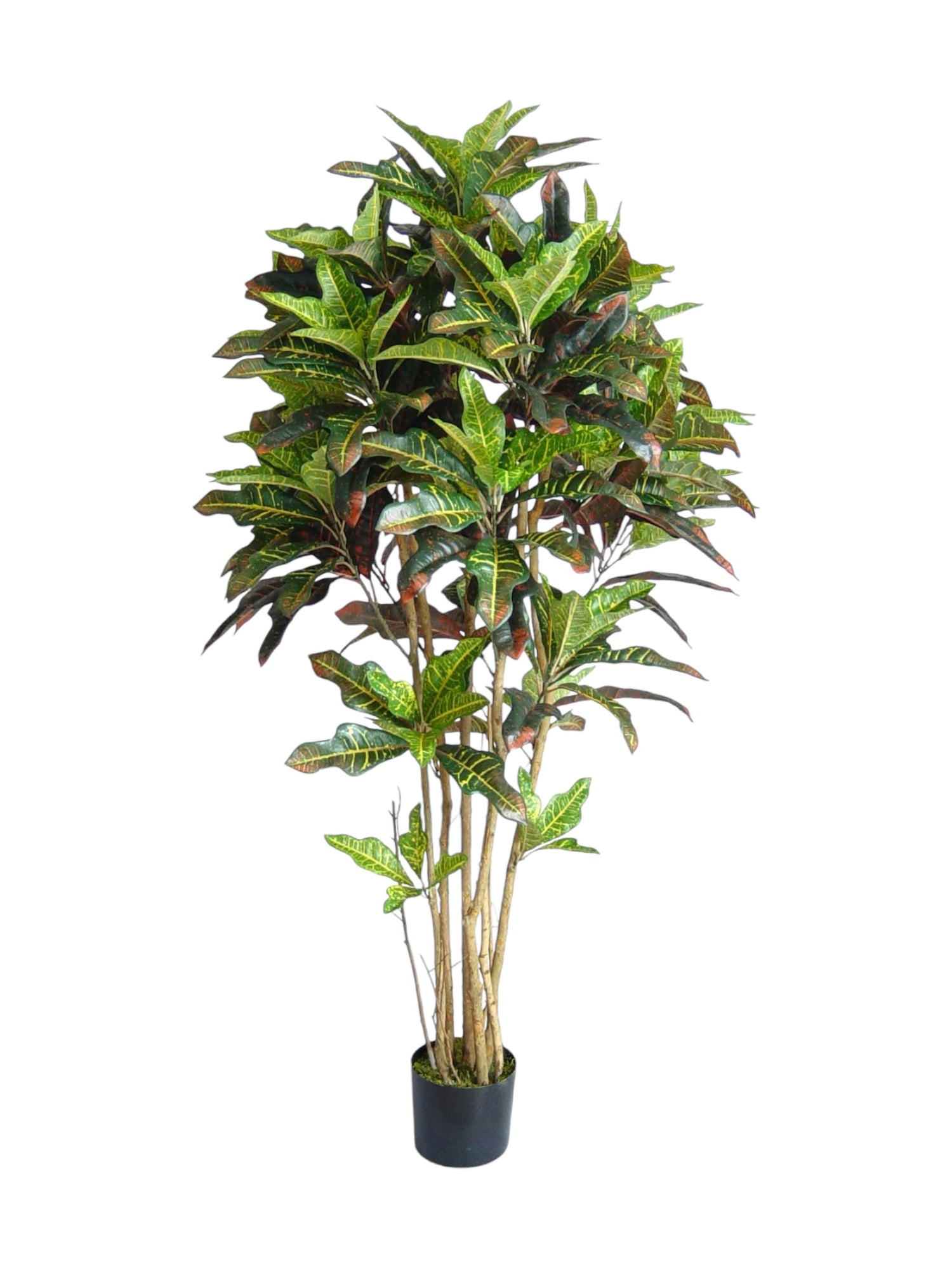 5FT CROTON