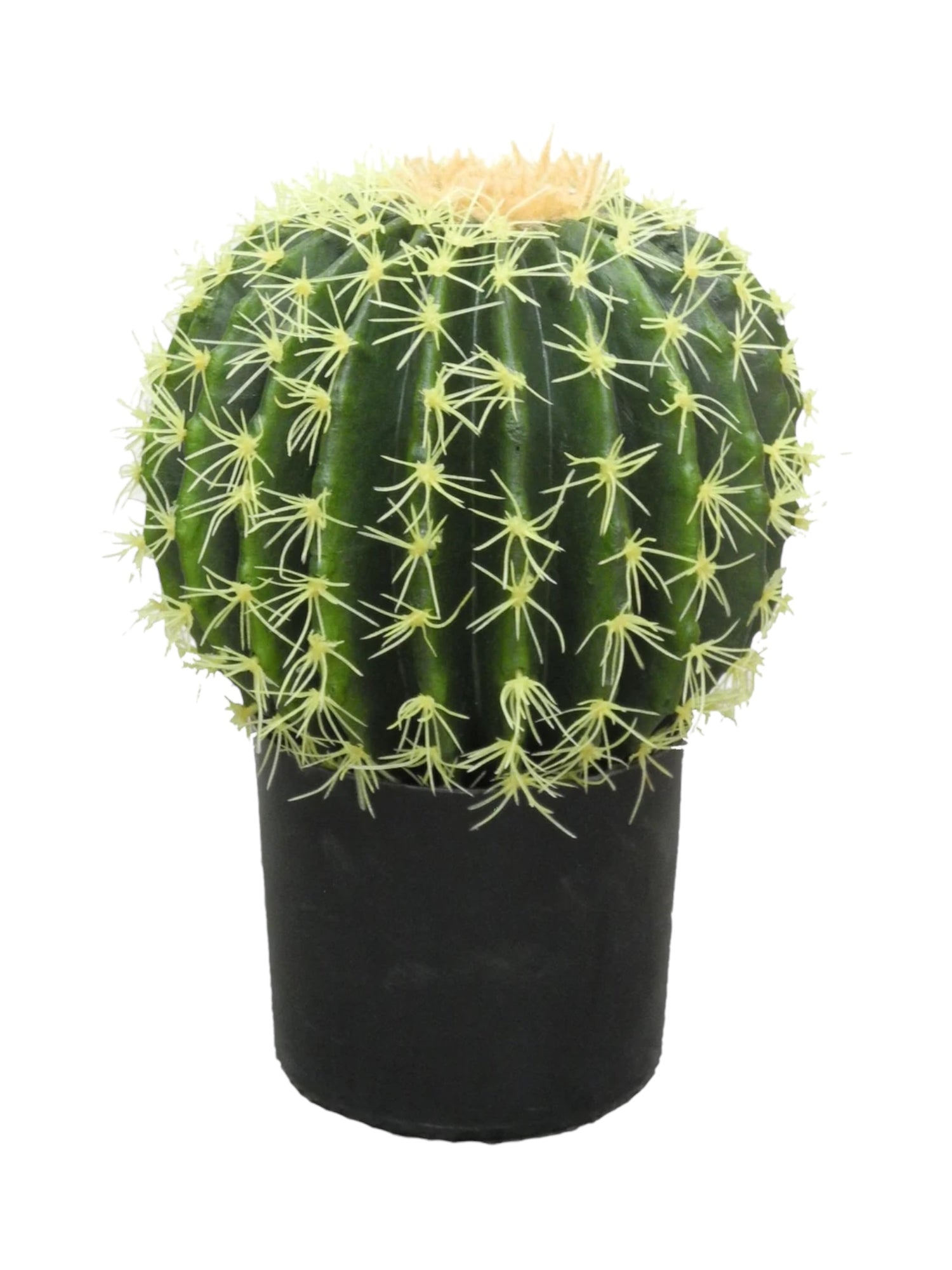 40CM BARREL BALL CACTUS